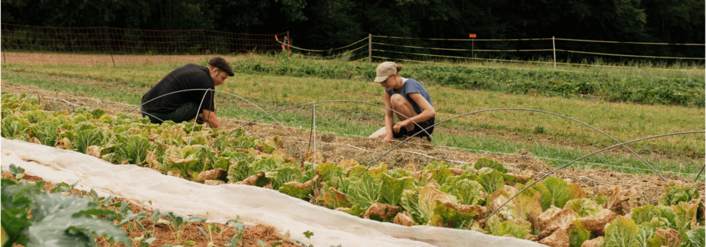 Pilot project: Farm coaching by beacons of agroecology