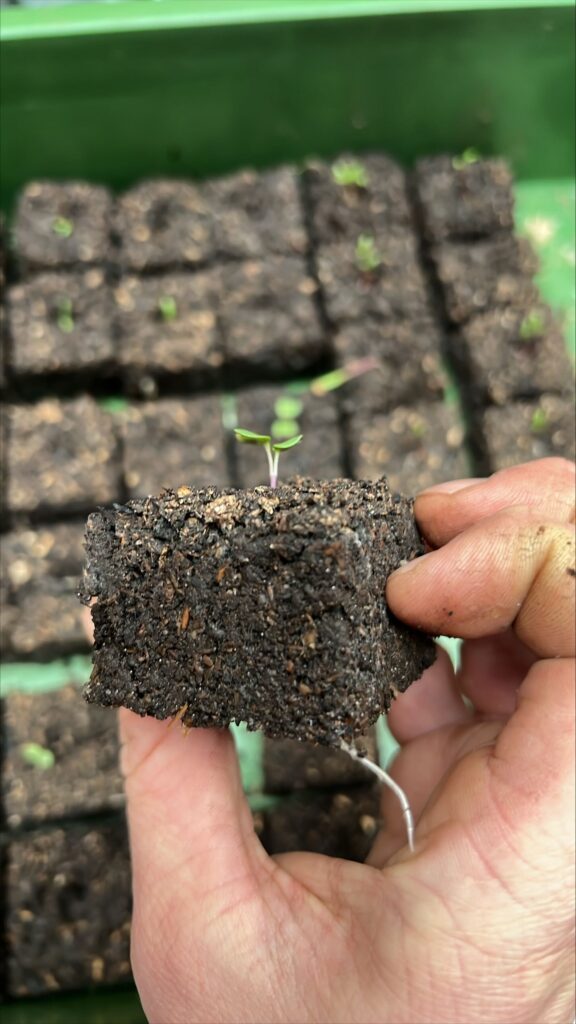 Chitin integrated seadling pots